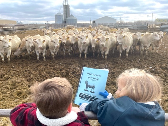 DeBruycker kids and bulls