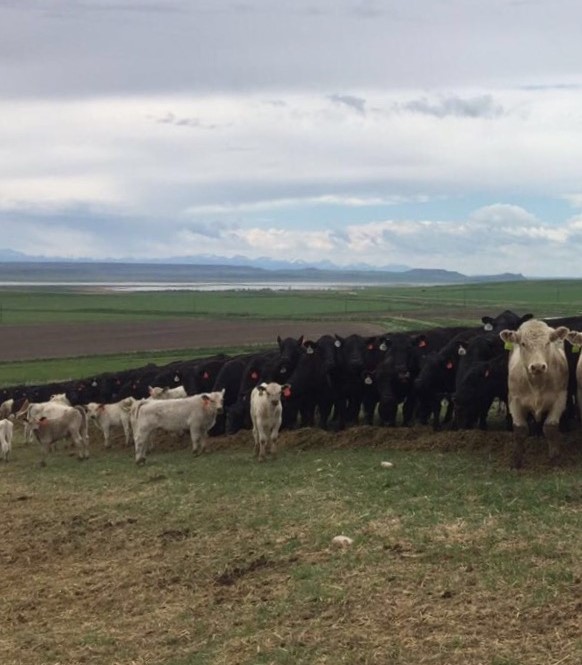 charolais sired calves