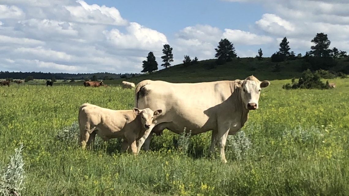 longhorn crossed with debruycker charolais bulls