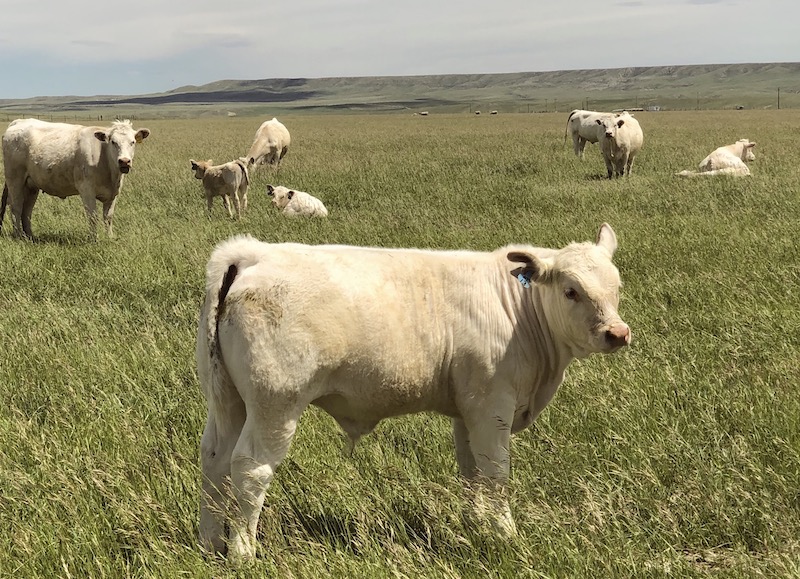 DeBruycker Charolais calf