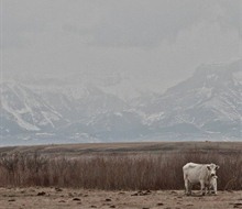 Charolais calves and cows