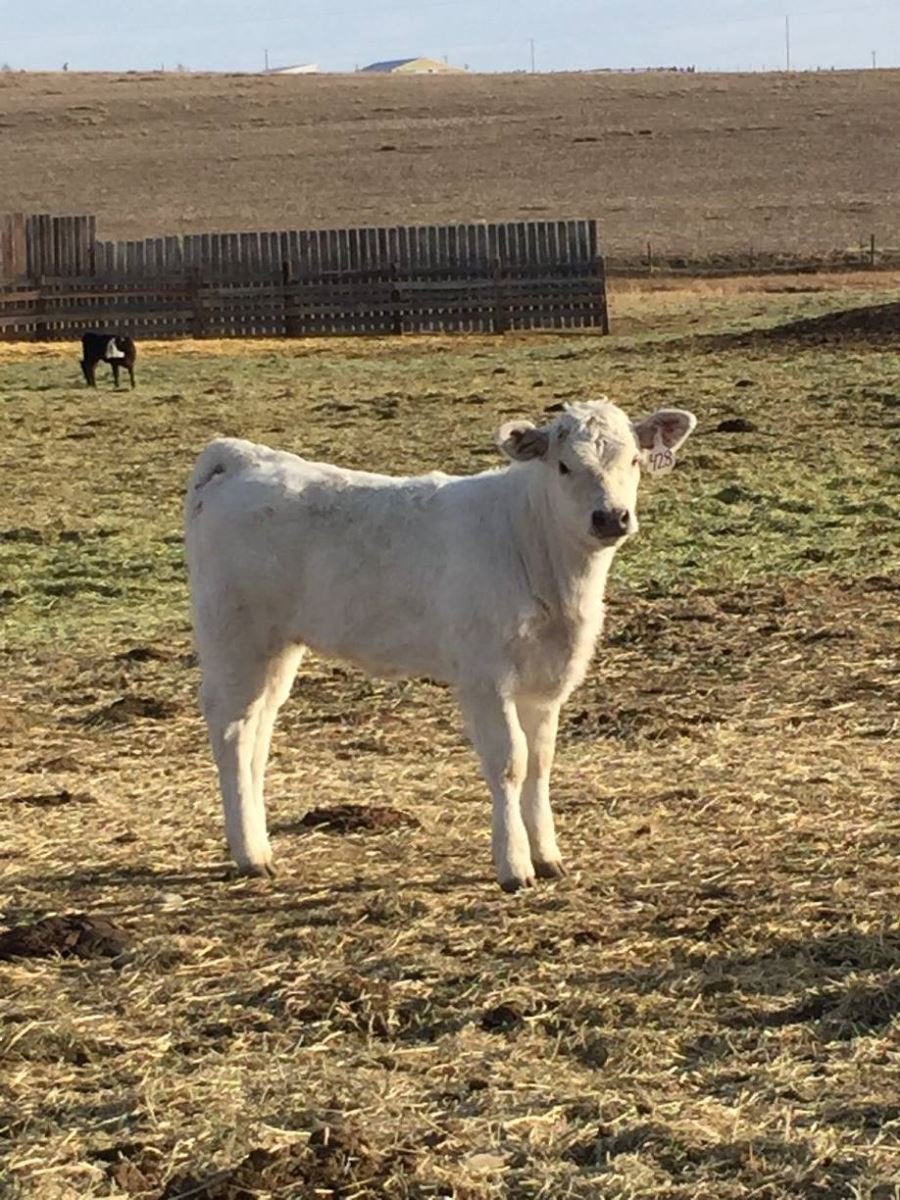 debruycker sired calves