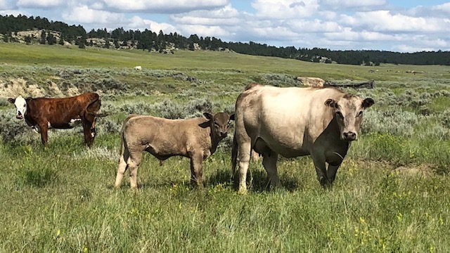 Corriente crossed with DeBruycker Charolais Bulls