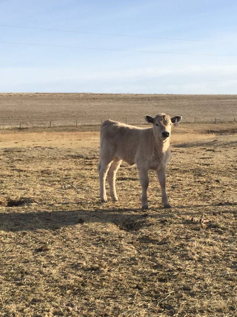 charolais angus crossed calves