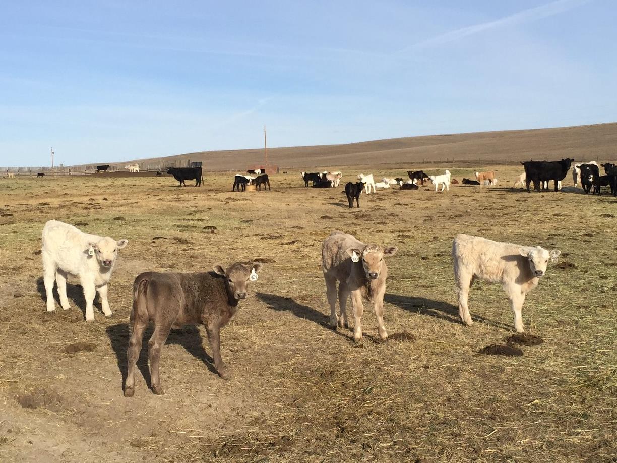 angus crossed calves