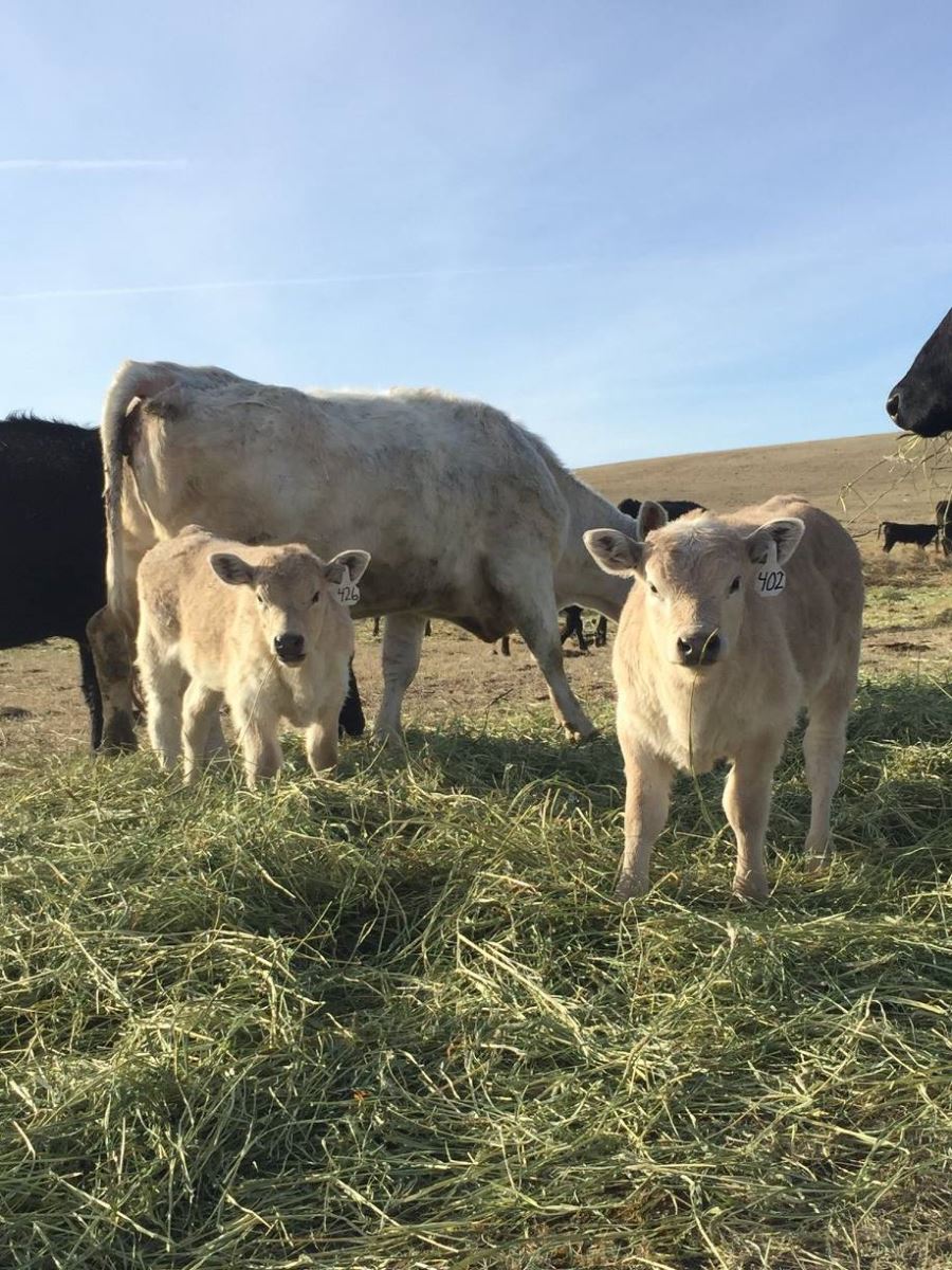 angus crossed calves