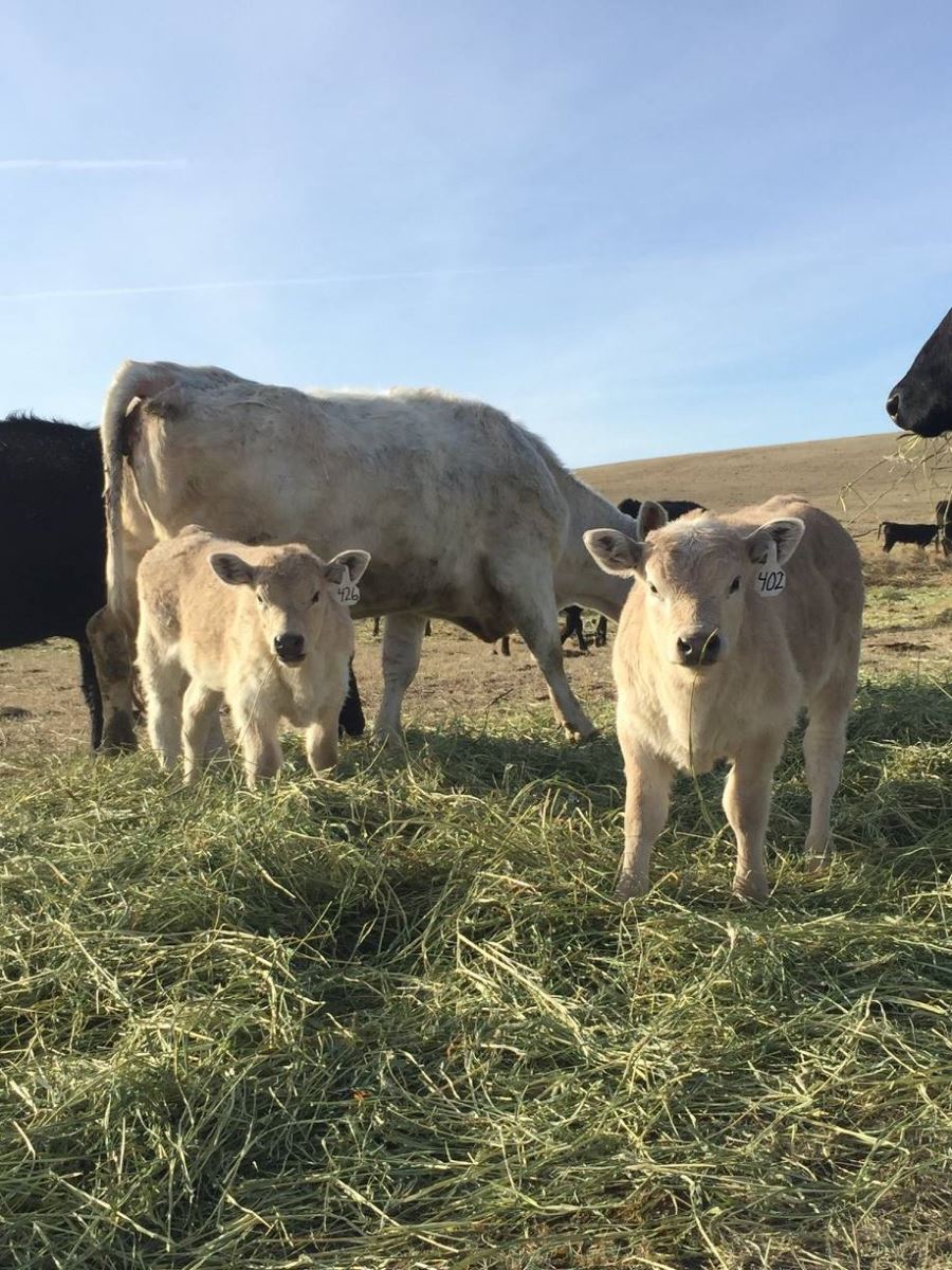 angus crossed calves 