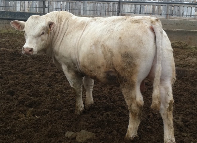 charolais bull