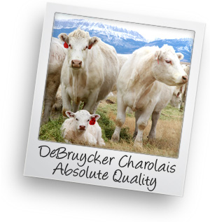 DeBruycker Charolais - The Best !!