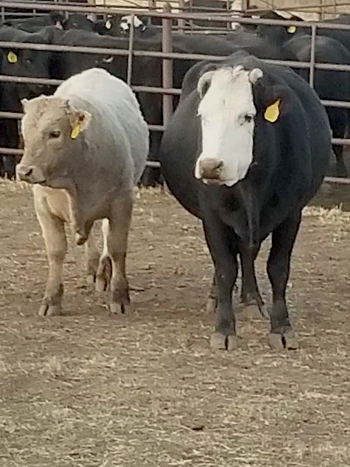 Charolais sired calf