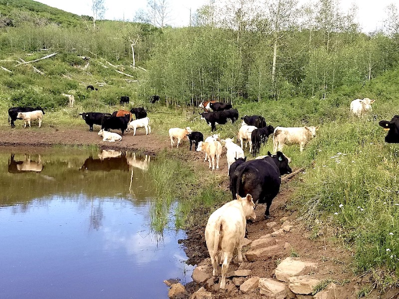 Charolais cow calf pairs