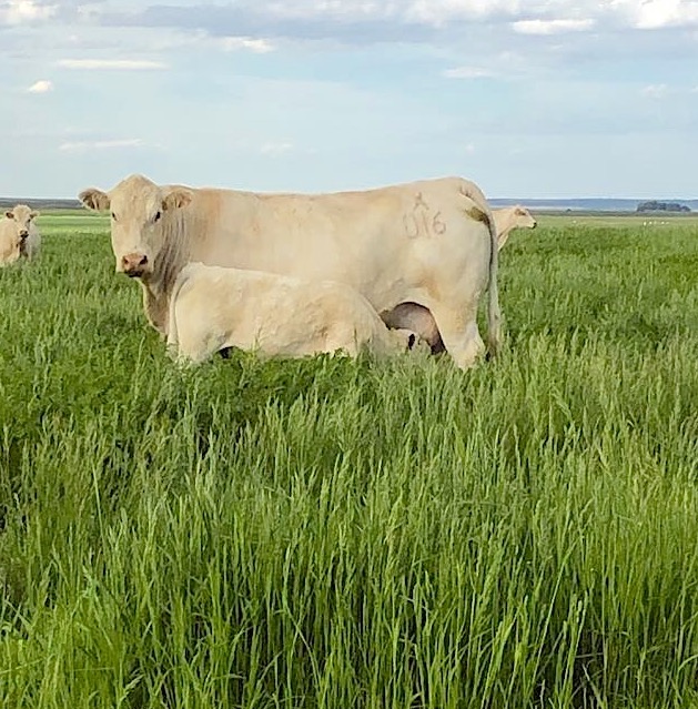 DeBruycker Charolais cow and calf