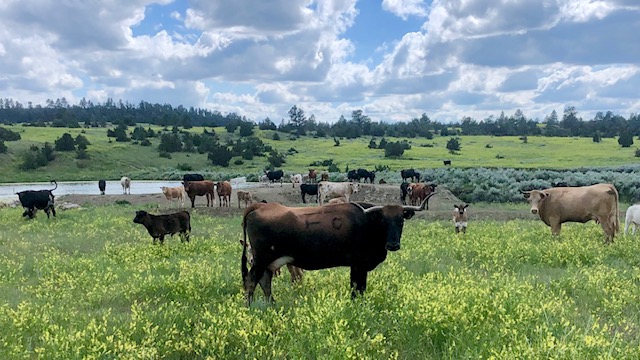 charolais cross