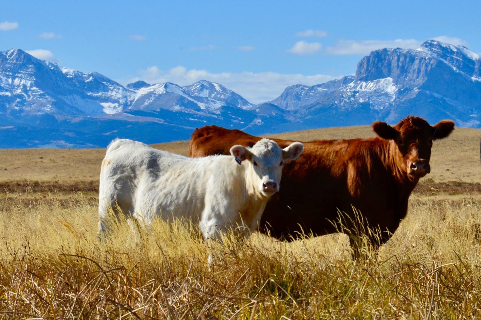 charolais crossed steers