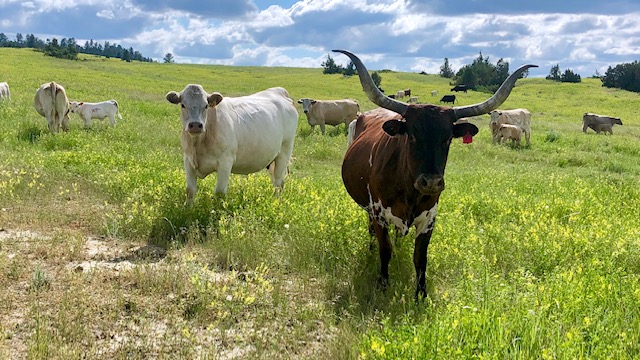 charolais cross calves