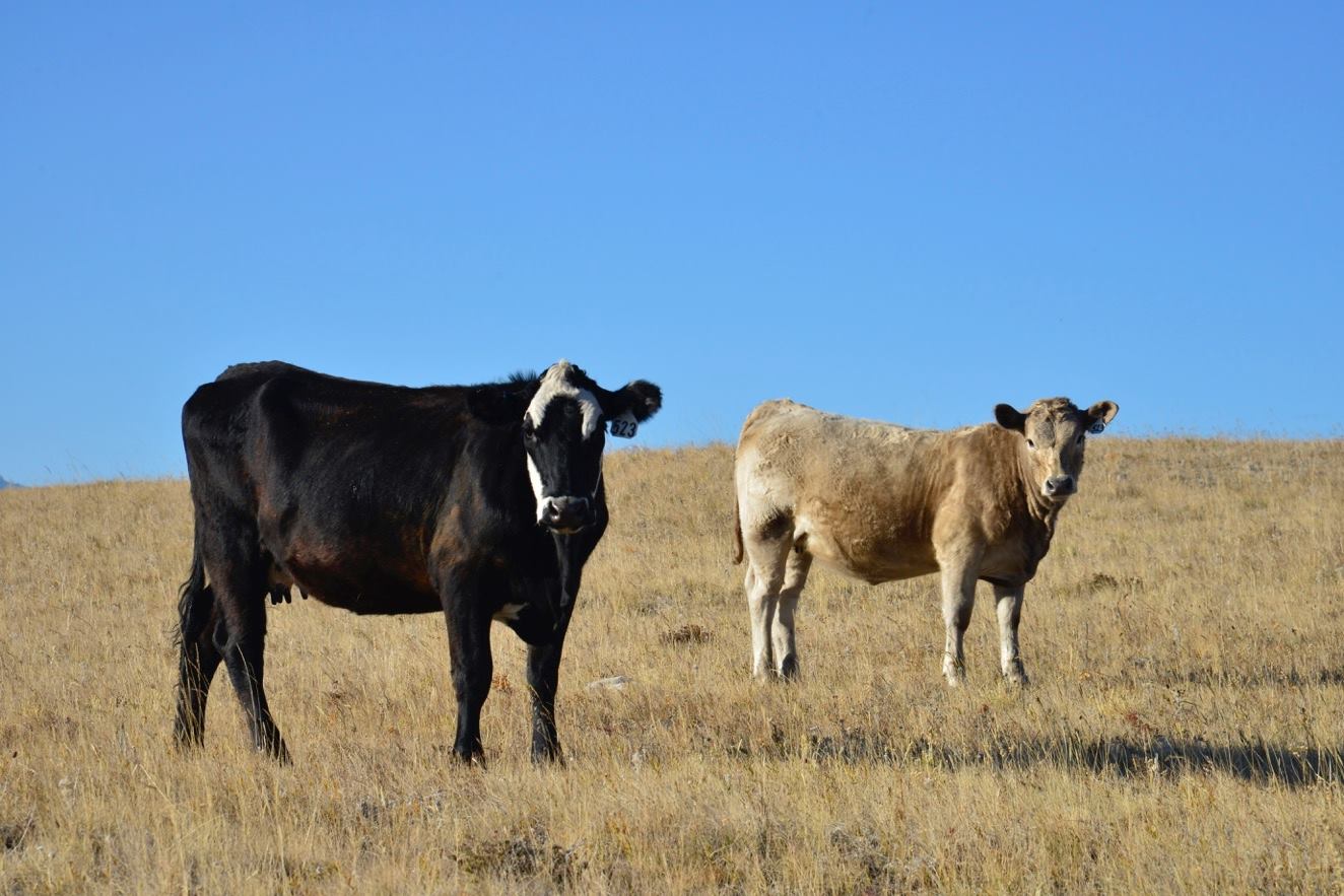 debruycker charolais crossed calves