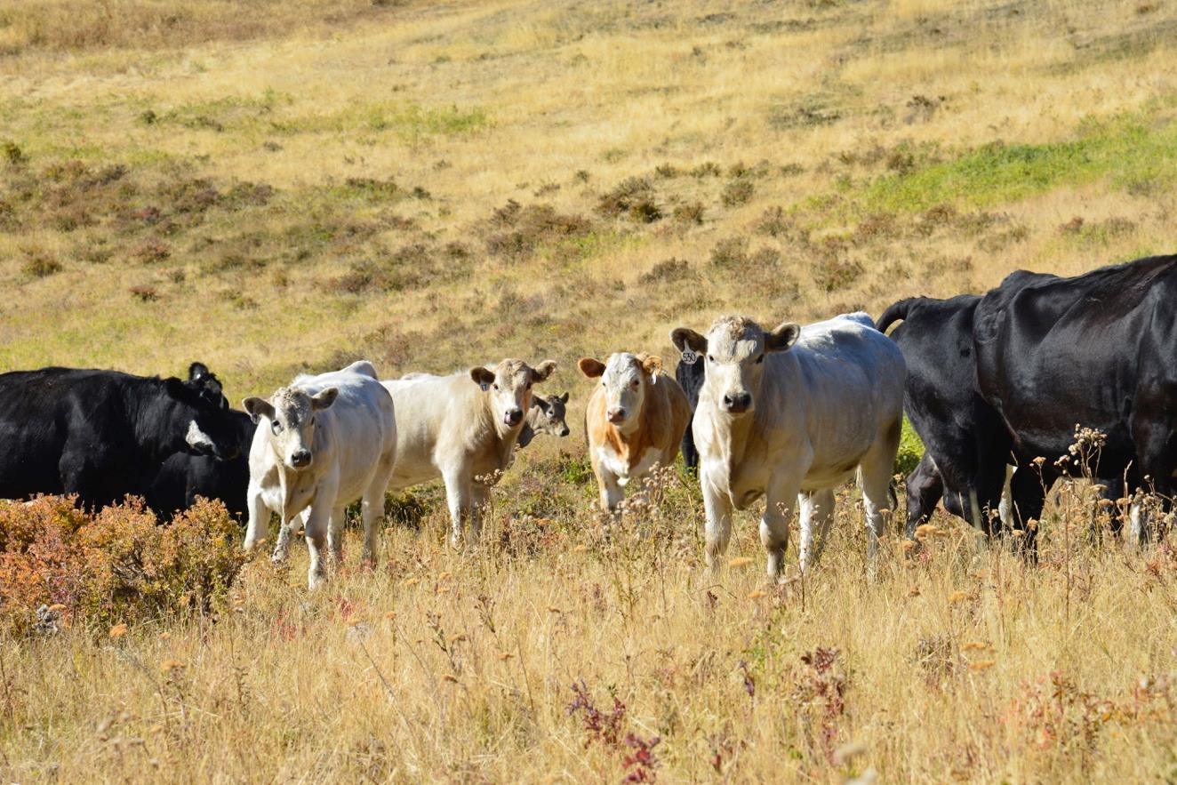 debruycker charolais crossed calves