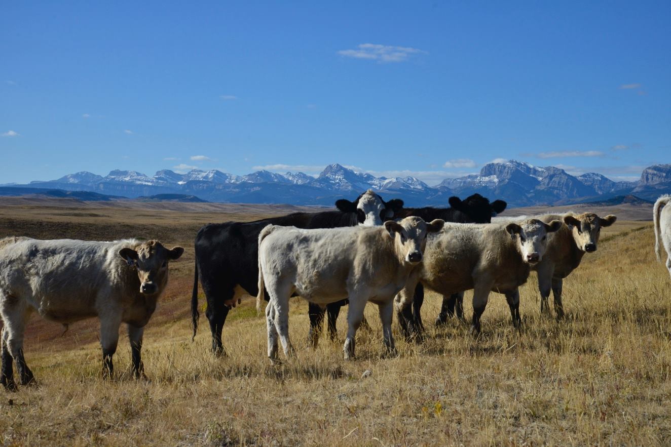 charolais cross calves