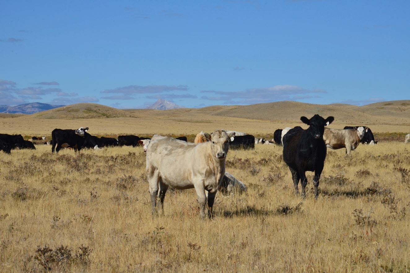 debruycker sired calves