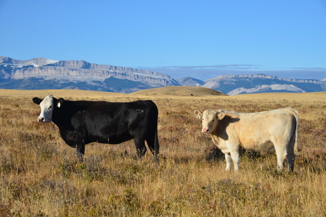 charolais cross calves