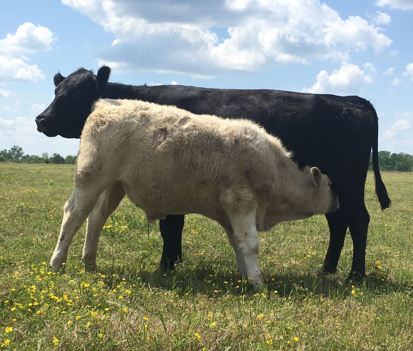 charolais crossed calves