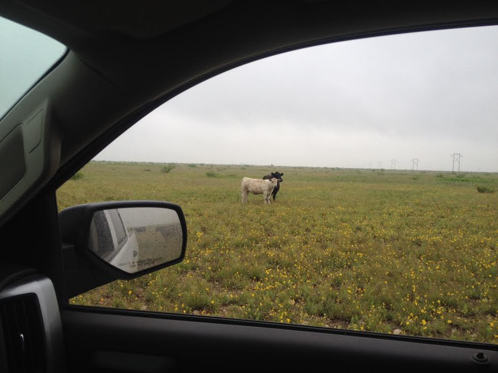 Charolais bulls for sale