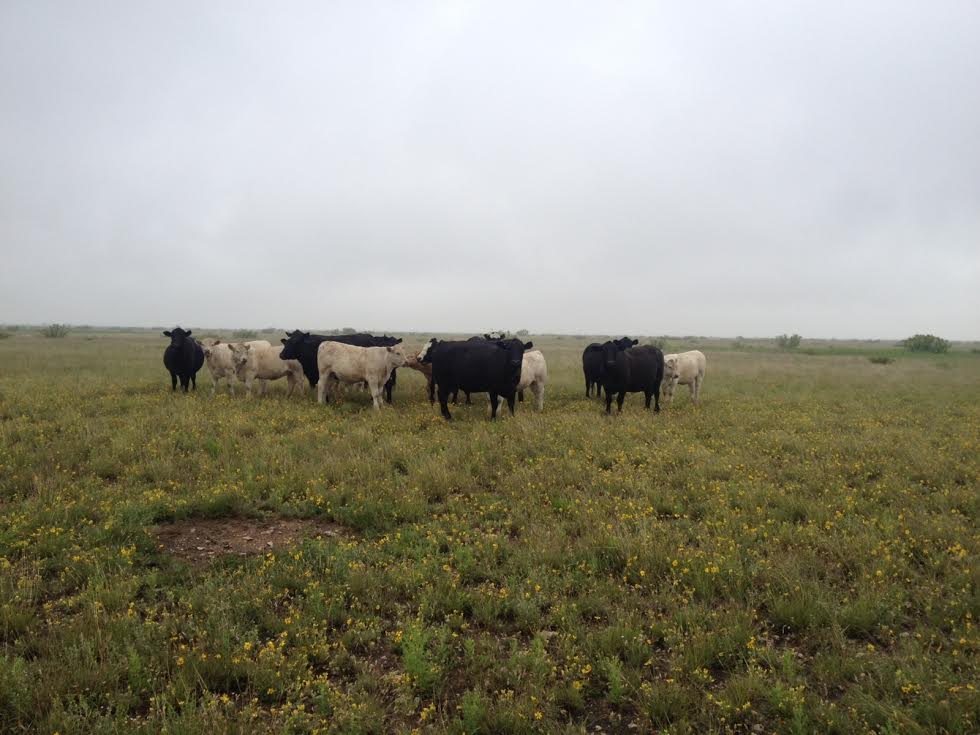 charolais cattle for sale