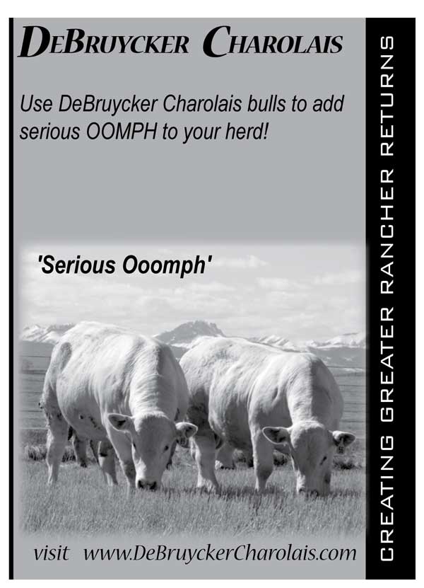 charolais adds pounds to your calves