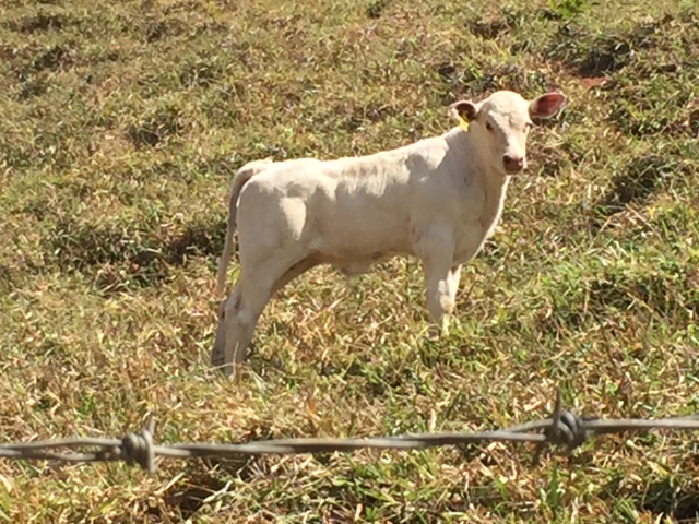 Canchim calf