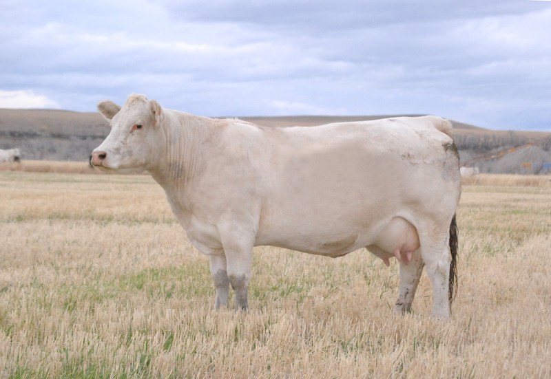 DeBruycker Charolais female