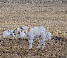 Charolais Calves