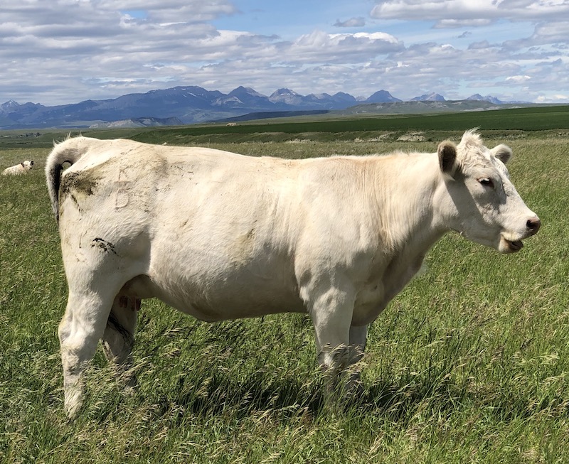 DeBruycker Charolais heifer