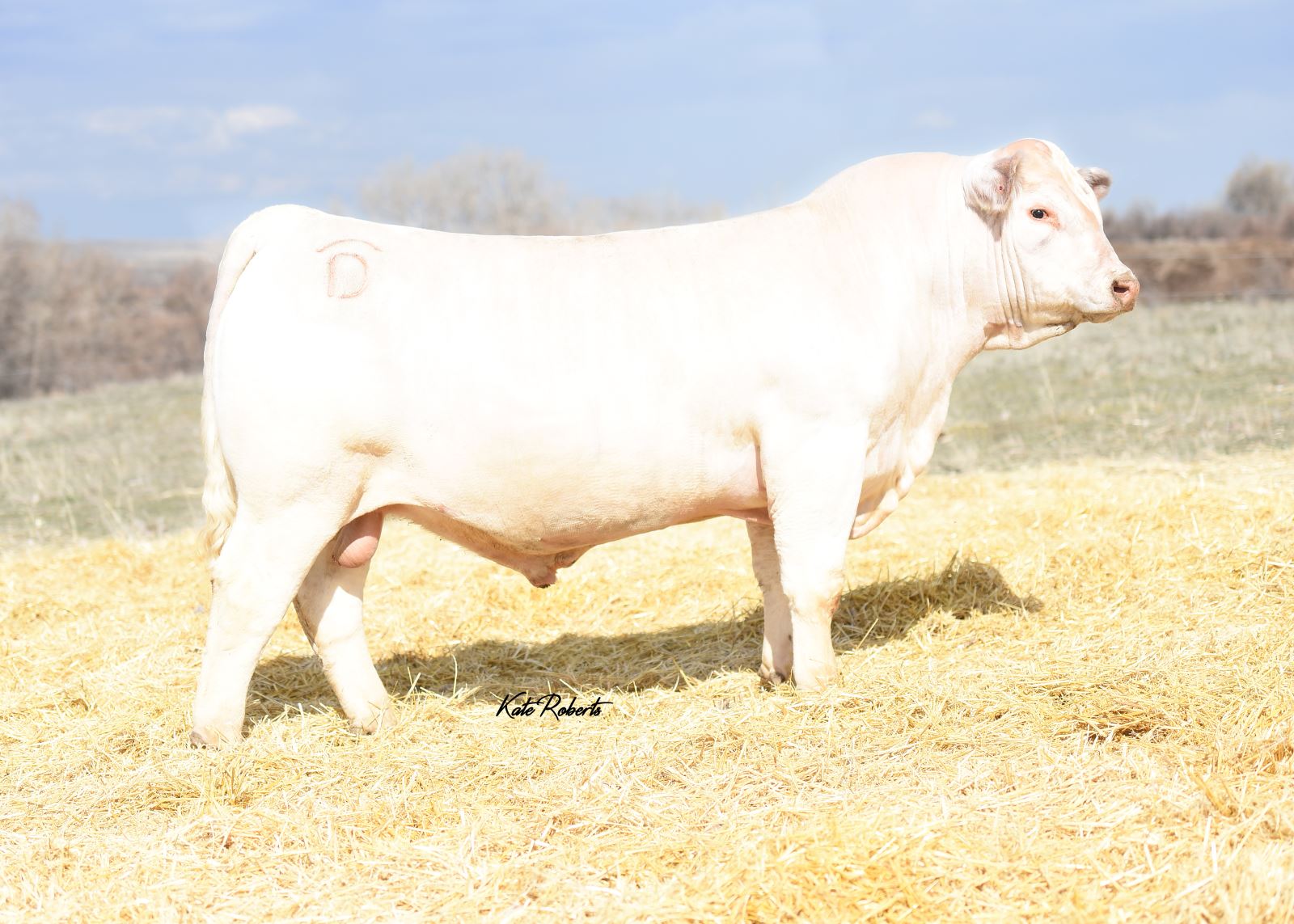 Tank High Selling Charolais Bull