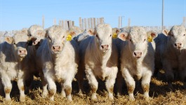 DeBruycker Charolais Bulls