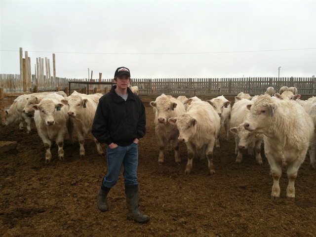 charolais bulls