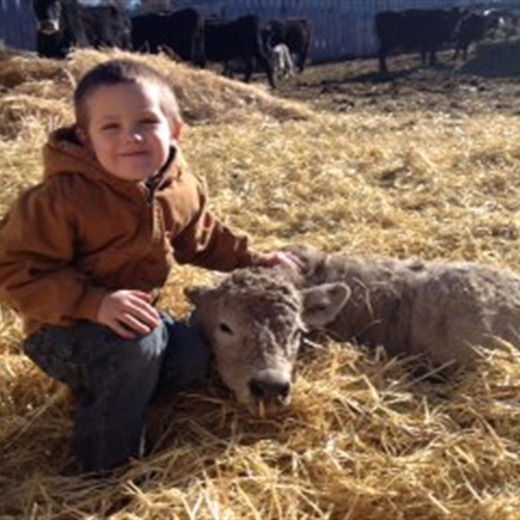 charolais calf