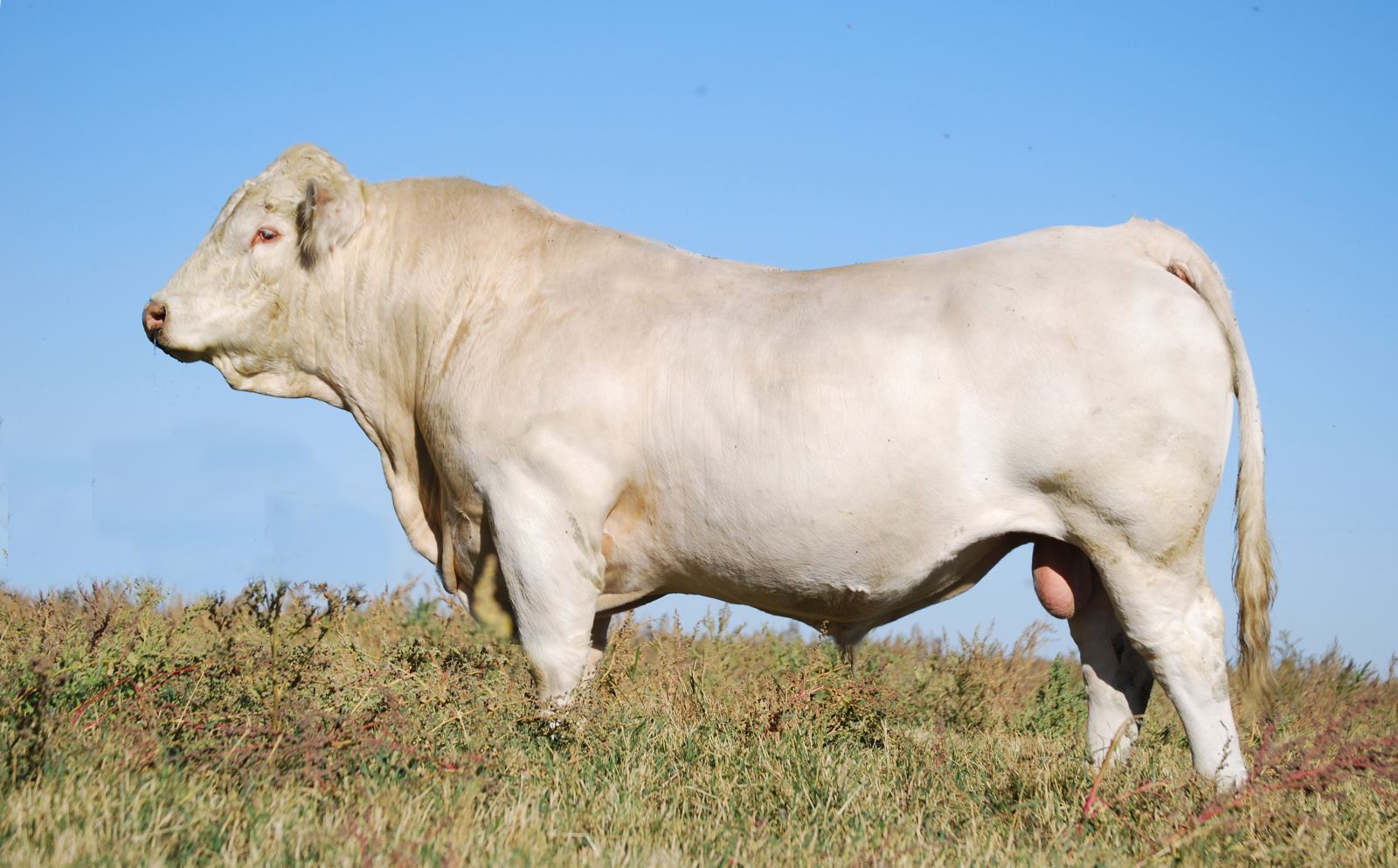Charolais bulls for sale