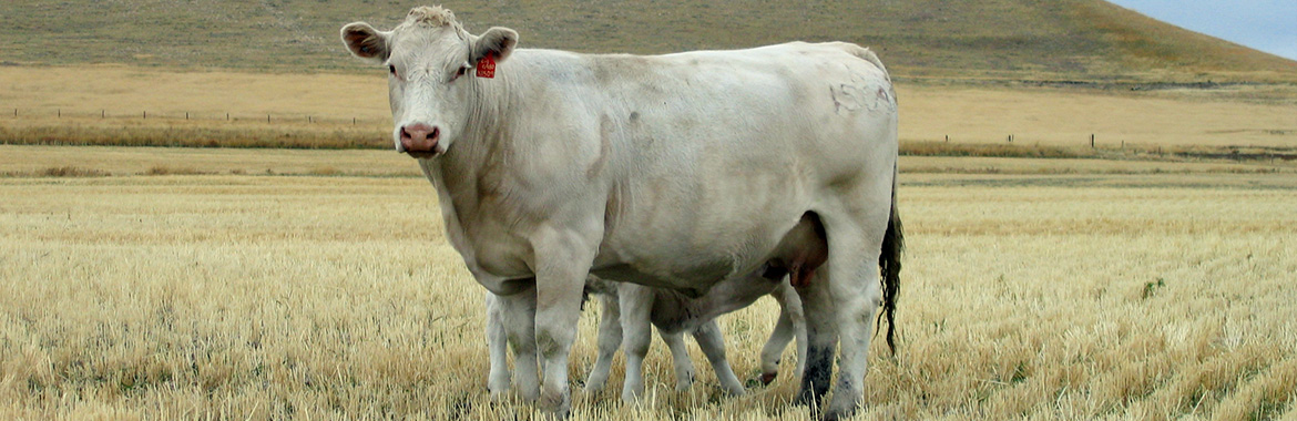 DeBruycker Charolais latest news...