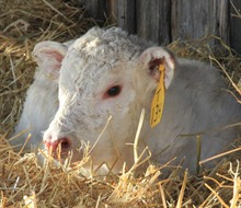 Charolais calves