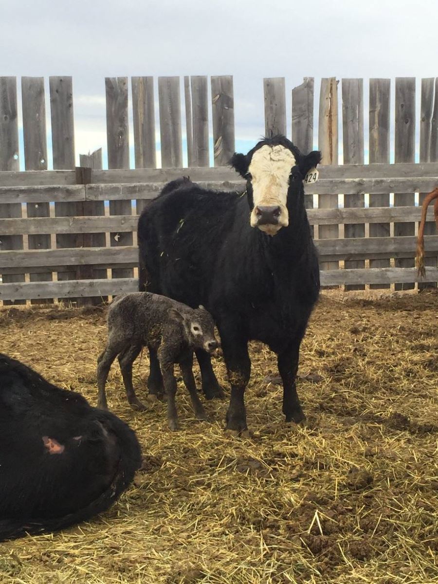 charolais cross calves