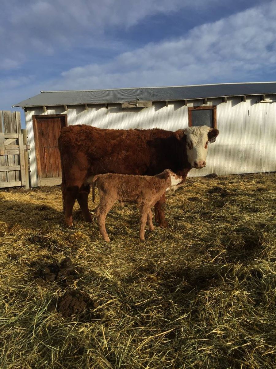 charolais crossed calves