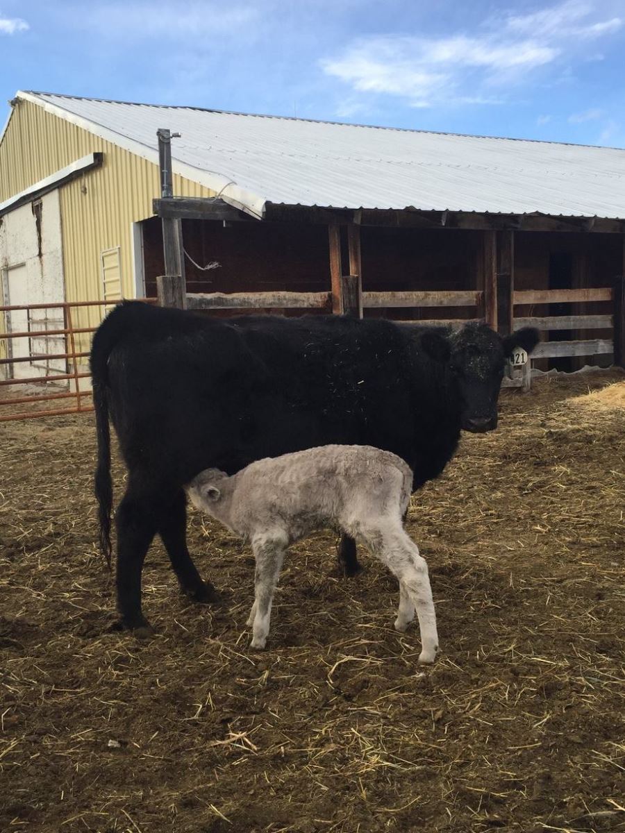 debruycker sired calves