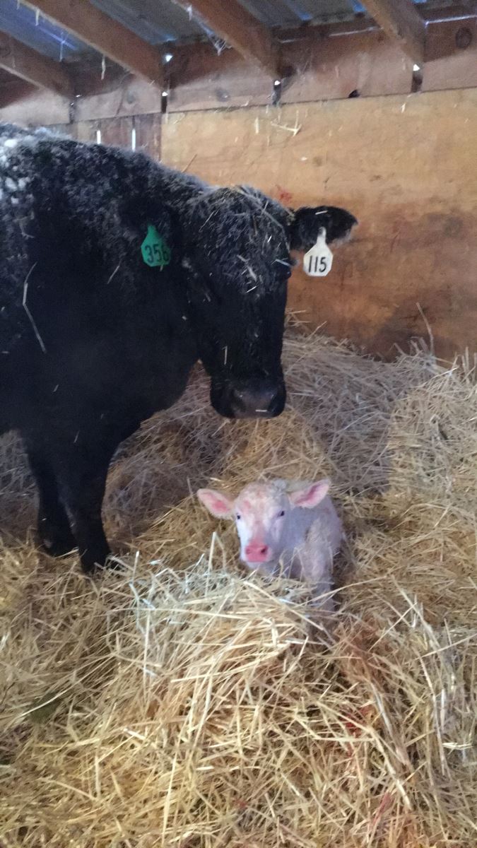 charolais cross calf