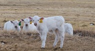 Charolais calves