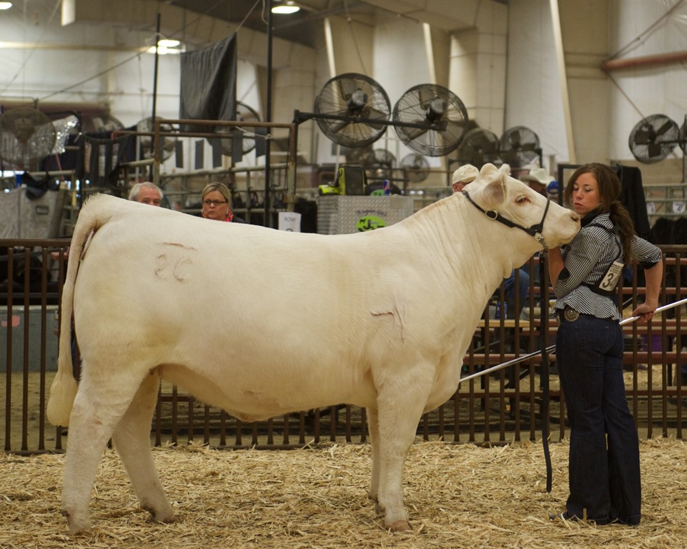 charolais bred heifer wins NILE