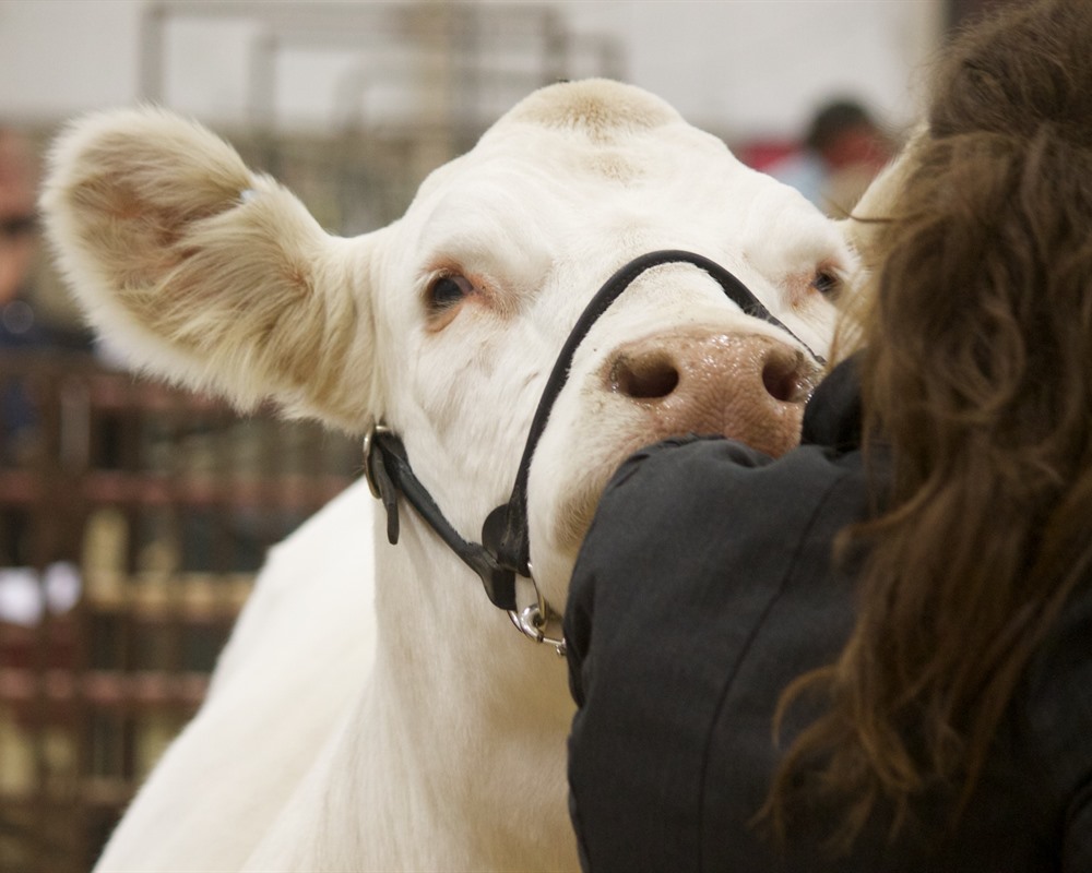 Charolais Bred Heifer