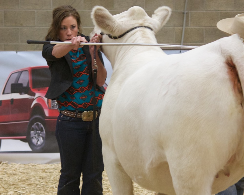 NILE top female charolais bred heifer