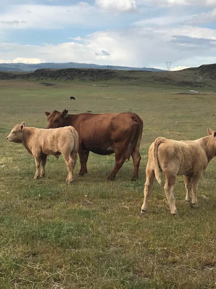 charolais sired calves