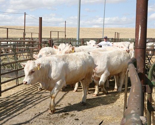 bulls for sale Charolais bulls