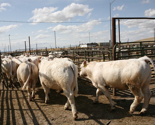 beef cattle for sale